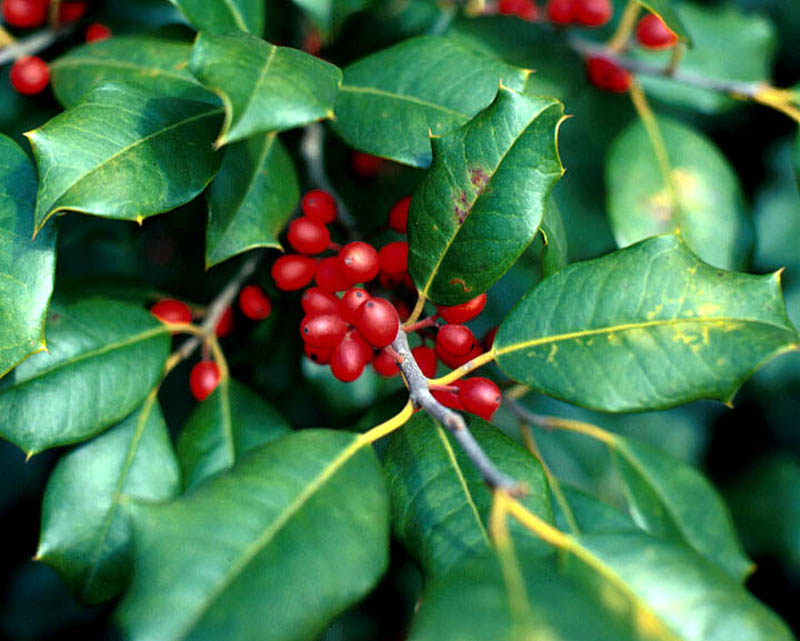 American Holly